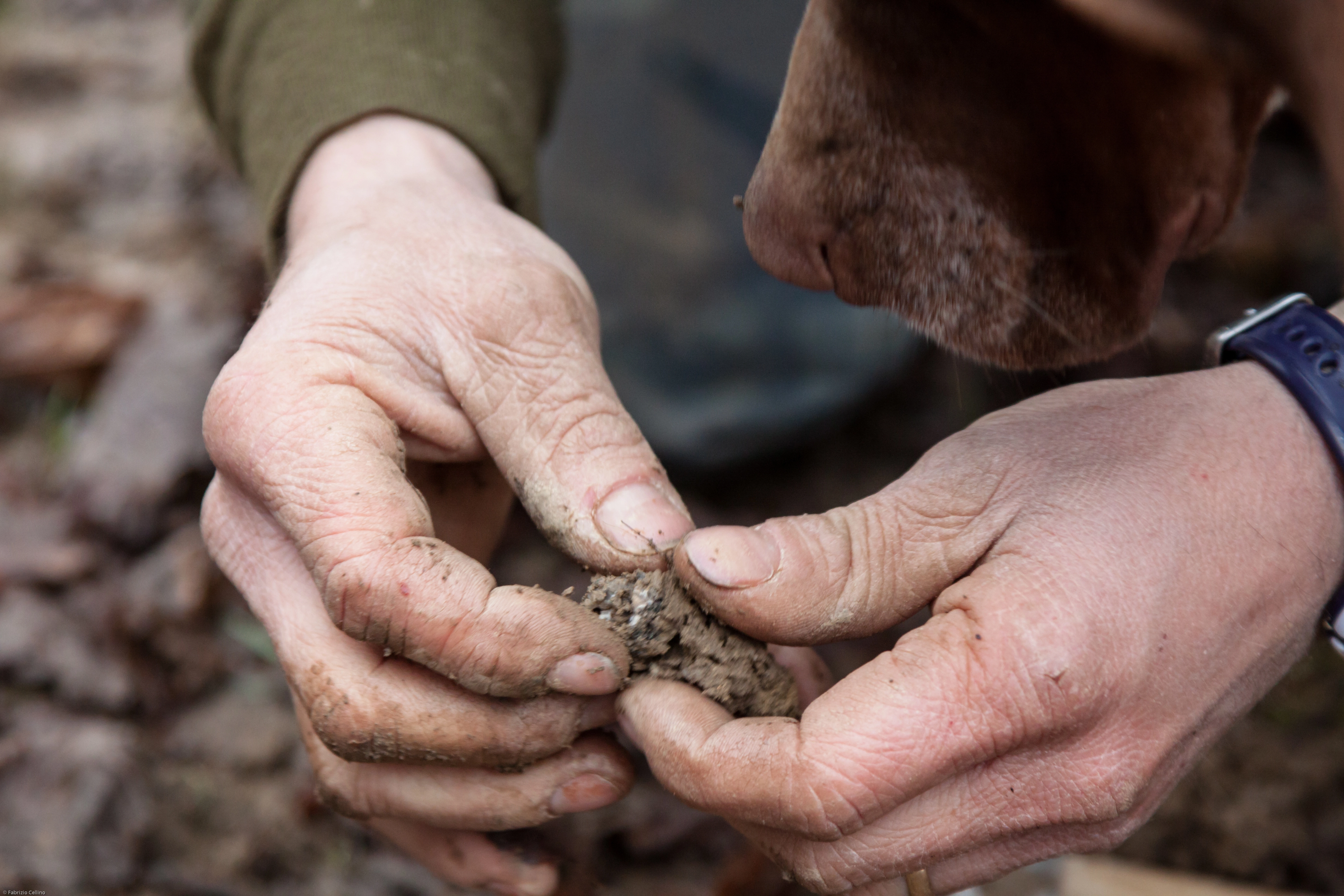 CACCIA AL TARTUFO